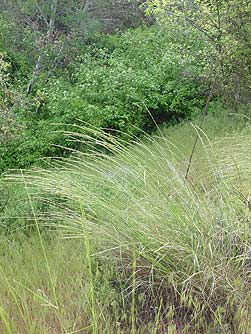 Pictures of bluebunch wheatgrass