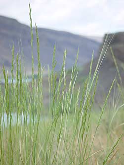 Picture of bluebunch wheatgrass in the Sun Lakes area above Alkali Lake