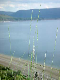 Picture of bluebunch wheatgrass seed heads