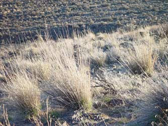 Bluebunch Wheatgrass in late winter
