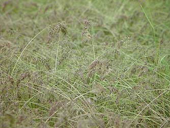 Picture of bulbous bluegrass - Poa bulbosa