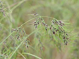 Pictures of bulbous bluegrass