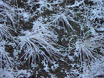 Needle and thread bunchgrass in winter