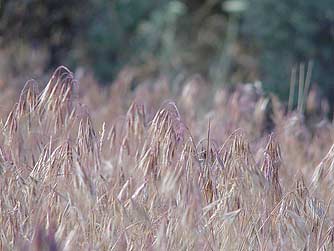 Cheatgrass pictures and information