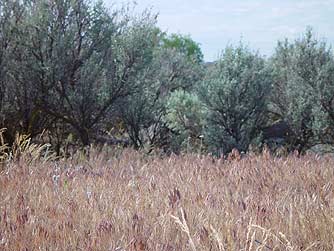 Picture of cheatgrass - Bromus tectorum