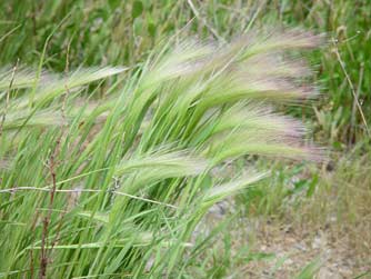 Pictures of foxtail barley