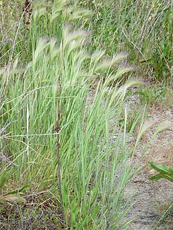 Foxtail barley picture