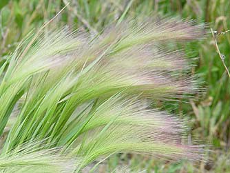 Picture of foxtail barley with long purple awns