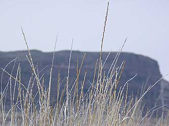 Eastern Washington grasses