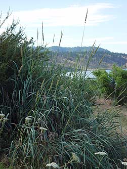 Picture of great basin wild rye at Lake Roosevelt - Leymus cinereus