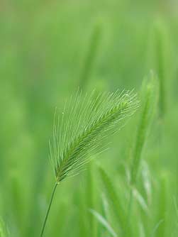 Meadow barley pictures