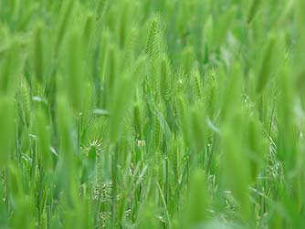 Picture of meadow barley or Hordeum brachyantherum