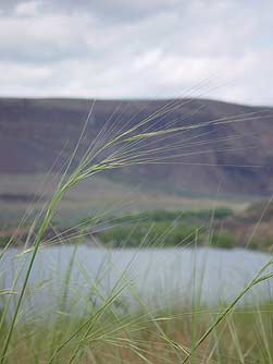 Pictures of needle and thread grass
