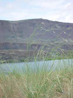 Picture of needle and thread grass near Alkali Lake, Sun Lakes