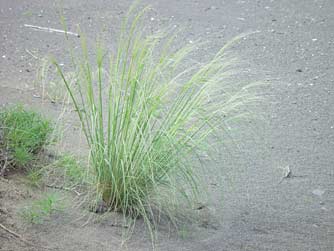 Picture of needle and thread grass in sand dunes near Potholes Reservoir