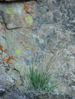 Needle-and-thread grass picture in spring