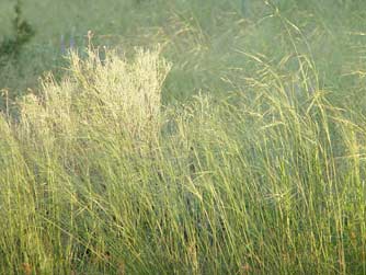 Picture of tall grass