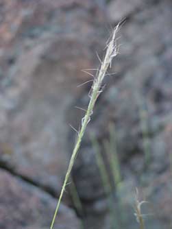 Picture of stiff needlegrass