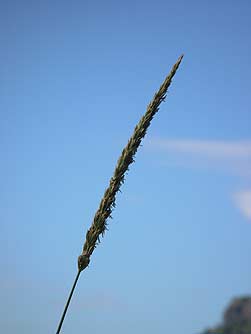 Geat Basin Wild Rye Seed head