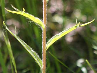 Harsh Indian paintbrush upper leaves with cleft lobes and stiff hairs