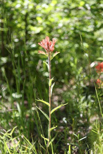 Picture of harsh Indian paintbrush flower or Castilleja hispida