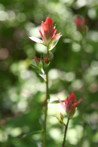 Harsh Indian paintbrush flower at Bear Canyon, Yakima County, WA