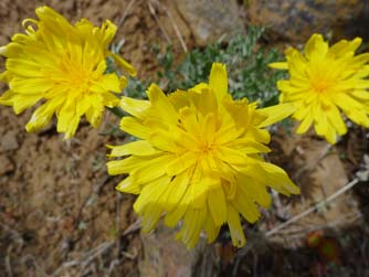 Modoc hawksbeard yellow flowers, Crepis modocensis, near Reecer Creek, overlooking Kittitas Valley