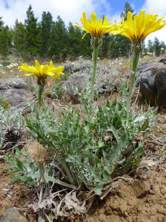 Yellow modoc hawksbeard wildflower in June