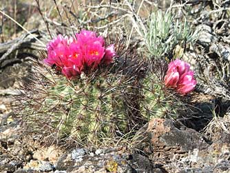 Picture of flowering snowball cactus