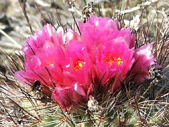 Picture of purple hedgehog cactus flowers