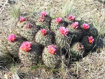 Picture of snowball cactus in bloom