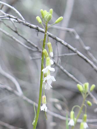 Holboell's rockcress wildflower picture