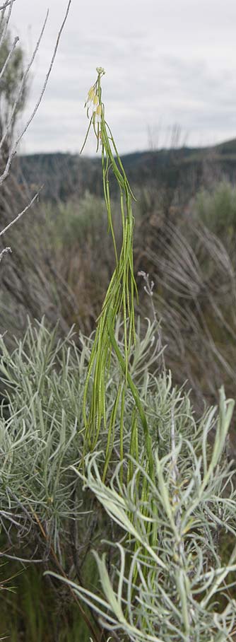 Picture of Holboell's rockcress - Boechera pendulocarpa