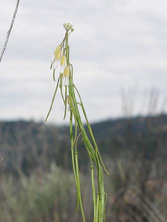 Holboell's Rockcress pictures