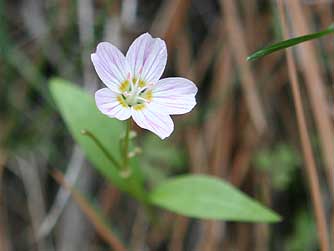 Pictures of white and pink lanceleaf springbeauty wildflowers