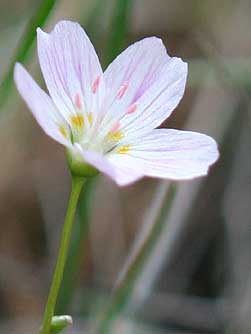 Lanceleaf springbeauty flower picture
