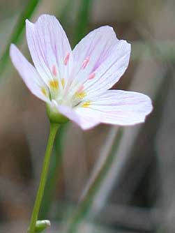 Lanceleaf springbeauty flower picture