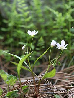 Lanceleaf springbeauty flowers - Claytonia lanceolata