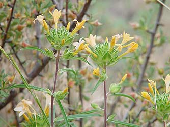Large-flowered collomia plant picture