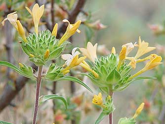 Large-flowered Collomia pictures