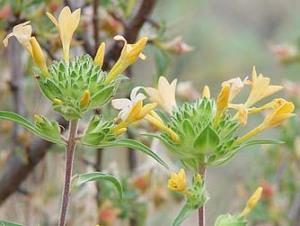 Picture of large-flowered collomia or Collomia grandiflora