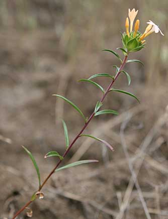 Large-flowered collomia wildflower picture