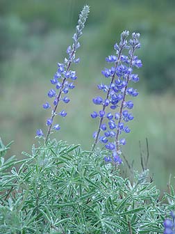 Blue lupine closeup picture - lupinus