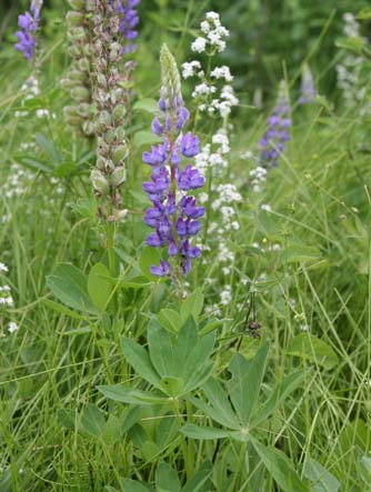 Broadleaf lupine picture - Lupinus latifolius