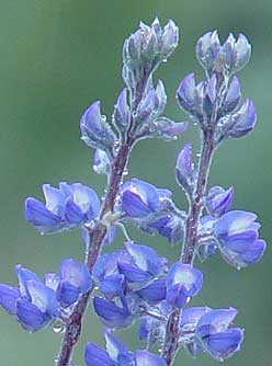 Lupine flowers