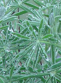 Jewel like raindrops on palmate silky lupine leaves