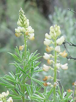 Yellow sulphur lupine picture - Lupinus sulphureus