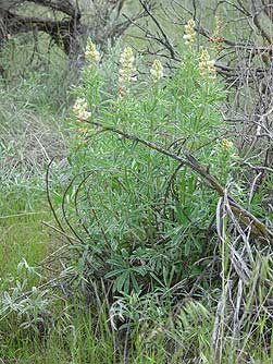 Sulphur lupine plant picture