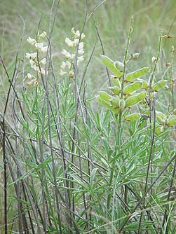 Picture of sulphur lupine leaves and pods