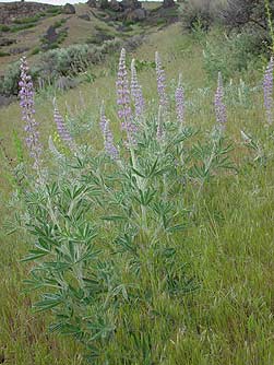Velvet lupine plant and flowers